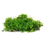 Irish Moss - Vitamin D Image