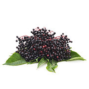 Black Elderberry Image